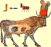 Boechis